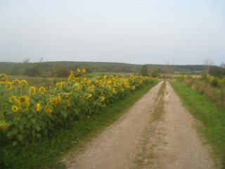 The lane to our
            house